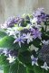 画像16: 紫陽花 "月虹~げっこう~ ブルー" 16cmポット 