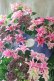 画像6: 紫陽花 "月虹~げっこう~ ピンク" 16cmポット 