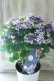 画像23: 紫陽花 "月虹~げっこう~ ブルー" 16cmポット 
