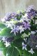 画像19: 紫陽花 "月虹~げっこう~ ブルー" 16cmポット 