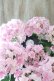 画像6: 紫陽花 "月影~げつえい~ ピンク" 16cmポット 