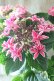 画像11: 紫陽花 "月虹~げっこう~ ピンク" 16cmポット 