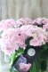 画像4: 紫陽花 "月影~げつえい~ ピンク" 16cmポット 