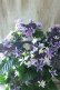 画像15: 紫陽花 "月虹~げっこう~ ブルー" 16cmポット 