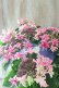 画像9: 紫陽花 "月虹~げっこう~ ピンク" 16cmポット 