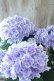 画像5: 紫陽花 "月影~げつえい~ ブルー" 16cmポット 
