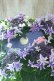 画像8: 紫陽花 "月虹~げっこう~ ブルー" 16cmポット 