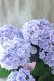画像4: 紫陽花 "月影~げつえい~ ブルー" 16cmポット 