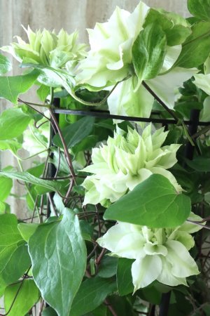 画像13: 八重咲きクレマチス "美登利~みどり~" 18cmポット