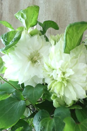 画像11: 八重咲きクレマチス "美登利~みどり~" 18cmポット