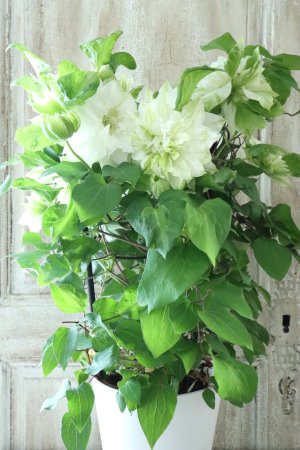 画像15: 八重咲きクレマチス "美登利~みどり~" 18cmポット