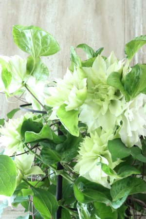 画像4: 八重咲きクレマチス "美登利~みどり~" 18cmポット