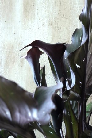 画像4: カラー ブラック 15cmポット