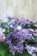 画像4: 紫陽花 "月虹~げっこう~ ブルー" 16cmポット 