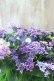 画像6: 紫陽花 "月虹~げっこう~ ブルー" 16cmポット 