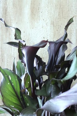 画像8: カラー ブラック 15cmポット