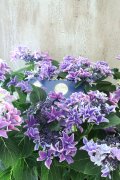 紫陽花 "月虹~げっこう~ ブルー" 16cmポット 