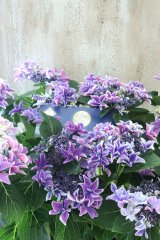紫陽花 "月虹~げっこう~ ブルー" 16cmポット 