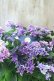画像1: 紫陽花 "月虹~げっこう~ ブルー" 16cmポット  (1)