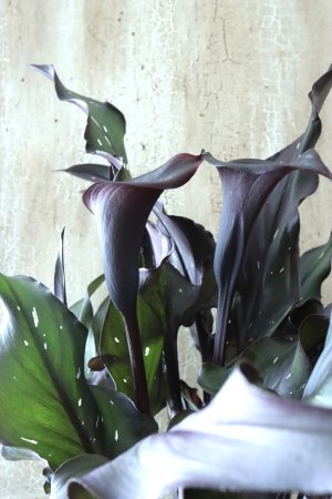 画像3: カラー ブラック 15cmポット