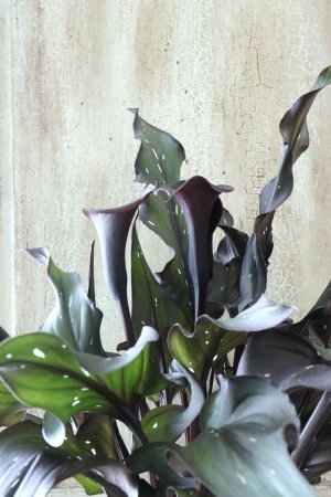 画像6: カラー ブラック 15cmポット