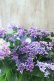 画像5: 紫陽花 "月虹~げっこう~ ブルー" 16cmポット 