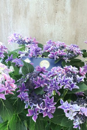 画像2: 紫陽花 "月虹~げっこう~ ブルー" 16cmポット 