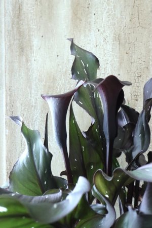 画像7: カラー ブラック 15cmポット