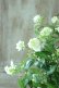 画像6: 山紫陽花 "天女の舞" 18cmポット No.1