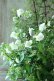 画像9: 山紫陽花 "天女の舞" 18cmポット No.2