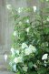 画像4: 山紫陽花 "天女の舞" 18cmポット No.3