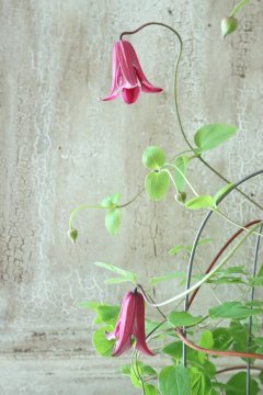 Clematis - Jardin de Violettes