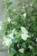 画像8: 山紫陽花 "天女の舞" 18cmポット No.3