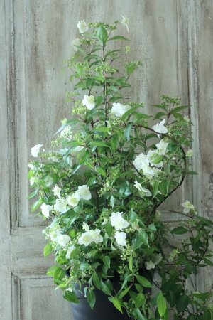 画像1: 山紫陽花 "天女の舞" 18cmポット No.2