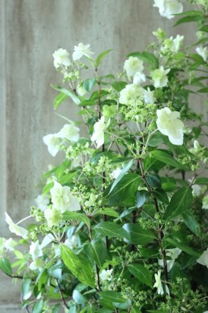 画像2: 山紫陽花 "天女の舞" 18cmポット No.1