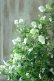 画像5: 山紫陽花 "天女の舞" 18cmポット No.1