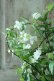 画像6: 山紫陽花 "天女の舞" 18cmポット No.2