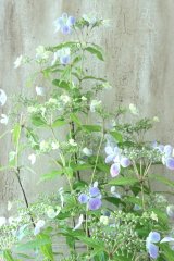 山紫陽花 "伊予のしずく" 15cmポット