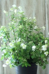 山紫陽花 "天女の舞" 18cmポット No.1
