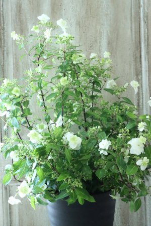 画像1: 山紫陽花 "天女の舞" 18cmポット No.1