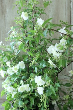 画像2: 山紫陽花 "天女の舞" 18cmポット No.2
