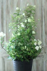 山紫陽花 "天女の舞" 18cmポット No.3