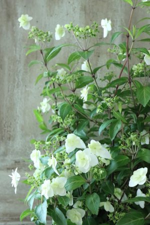 画像2: 山紫陽花 "天女の舞" 18cmポット No.3
