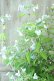 画像2: 山紫陽花 "伊予のしずく" 15cmポット (2)