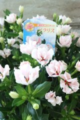 花日和さんオリジナル八重咲きビンカ "ソラリス"