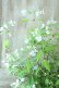 画像3: 山紫陽花 "伊予のしずく" 15cmポット