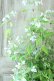 画像4: 山紫陽花 "伊予のしずく" 15cmポット