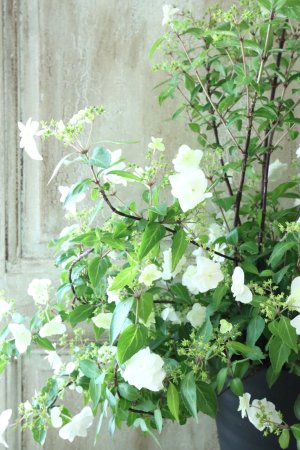 画像2: 山紫陽花 "天女の舞" 18cmポット No.2