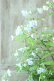 画像11: 山紫陽花 "伊予のしずく" 15cmポット
