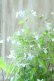 画像8: 山紫陽花 "伊予のしずく" 15cmポット